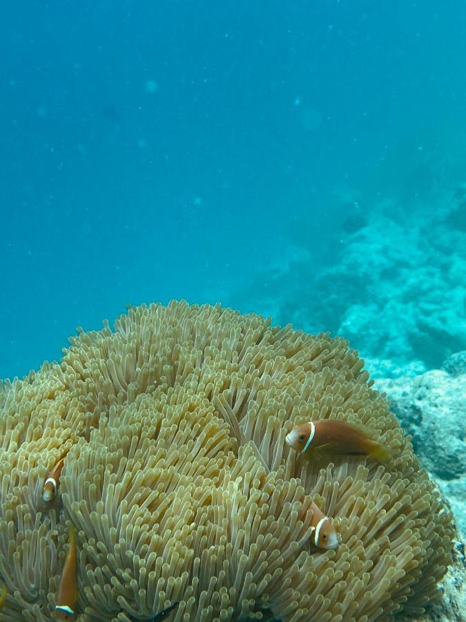 Reef Edge Thulusdhoo, Maldives Hotel Luaran gambar